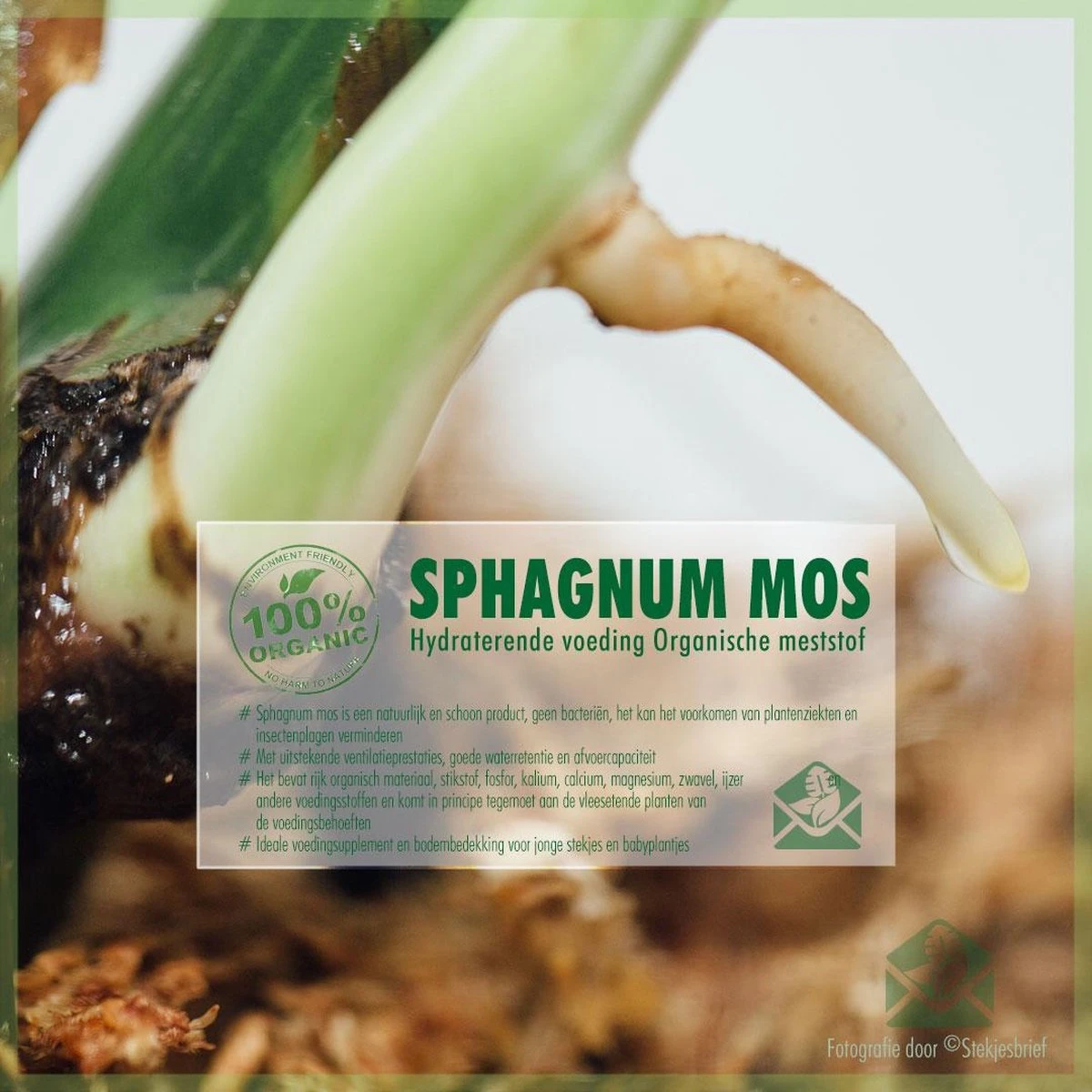 Sphagnum (spagnum 250 G) Mos Voor Stekjes, Terrariums En AmfibieΓ«n